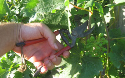 “Residuo verde”, clave para el plan de arbolado urbano