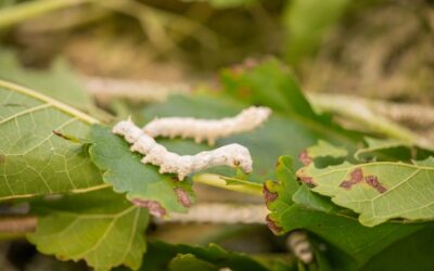 Producción de seda como herramienta de desarrollo