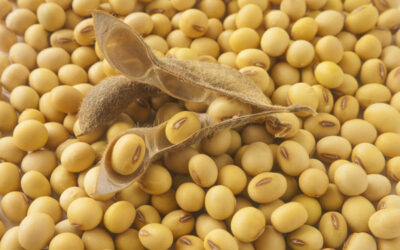 Las compras de soja se presentan dispares entre industria y exportación