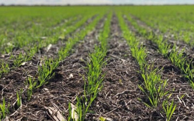 La Bolsa de Cereales redujo la estimación de producción de trigo por heladas tardías