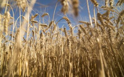 Preocupa la situación del trigo: el clima sigue jugando en contra y los mayores atrasos en la siembra están en Córdoba y centro de Santa Fe