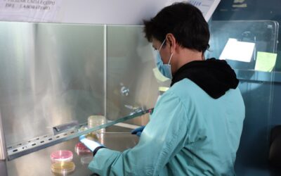 El INTA desarrolló una vacuna contra la Escherichia coli en bovinos