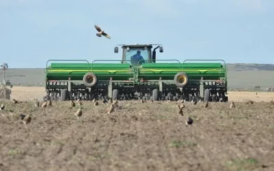 Finaliza la siembra de Trigo en el Norte del Área Agrícola