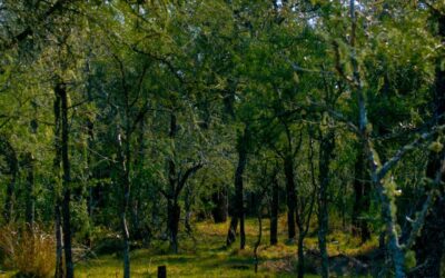 Rumbo a la descarbonización  y financiamiento climático