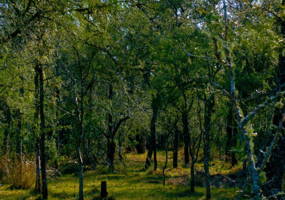 Rumbo a la descarbonización  y financiamiento climático