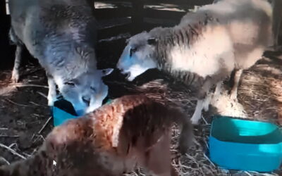 Emprendimiento cooperativo en Corrientes: incorporan genética para mejorar la calidad de la carne ovina