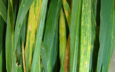 Virus del mosaico estriado del trigo: cuando la prevención es la única herramienta