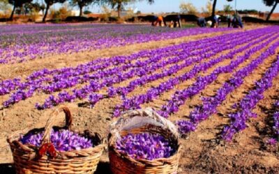 Agroturismo, un recorrido por los nuevos destinos internacionales que son tendencia