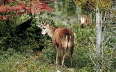 El exceso de caza del huemul lo puso en peligro de extinción