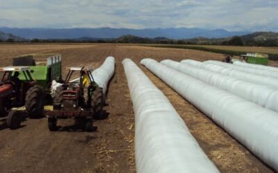 En 2024, el productor de soja que apostó al silobolsa: ¿ganó o perdió?