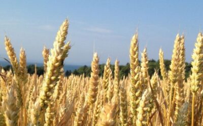 El derrumbe de la demanda de exportación compensó la caída en la producción de trigo