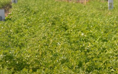 Garbanzo: una alternativa productiva para agricultores de Catamarca