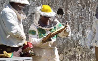 Alerta sanitaria por el Pequeño Escarabajo de las Colmenas