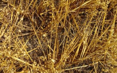 Suelos: cómo convertir las amenazas en oportunidades