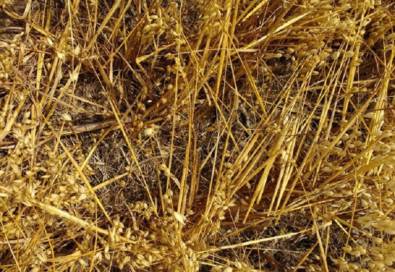 Suelos: cómo convertir las amenazas en oportunidades