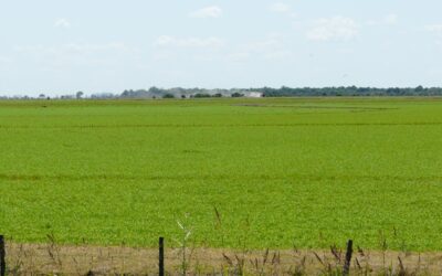 Recarbonizar los suelos, clave para producir de forma sustentable