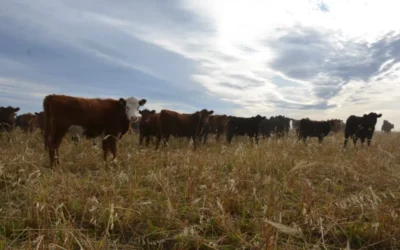 El sur del SOB también existe: ¿cómo se hace la promoción de las pasturas perennes?