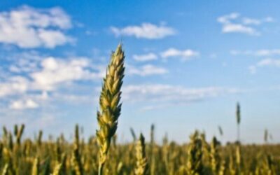 El 78% de las empresas del campo cree que la economía estará peor dentro de un año