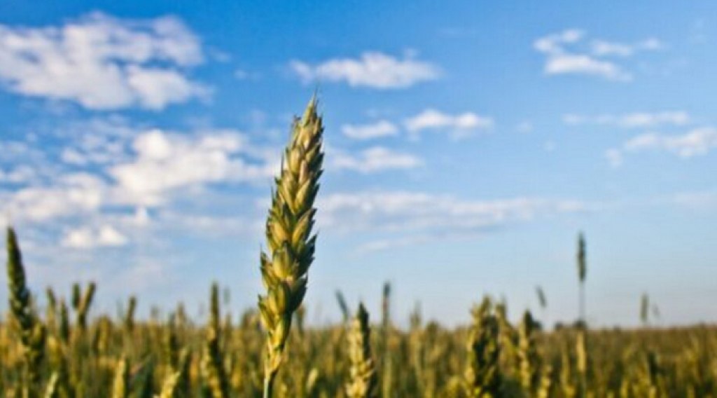 El 78% de las empresas del campo cree que la economía estará peor dentro de un año