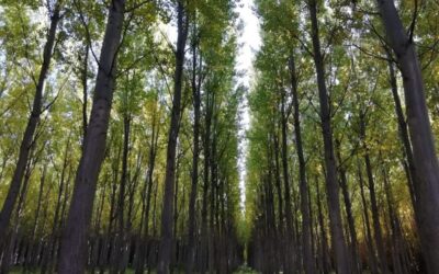 Las plantaciones forestales almacenan 70 millones de toneladas de carbono orgánico