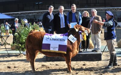 Limousin realiza un remate televisado de reproductores certificados