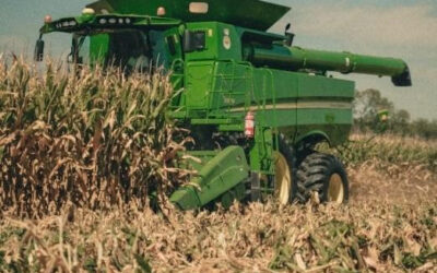 Semillas de futuro: Stine lanza un Proyecto solidario con su maíz “la bestia”