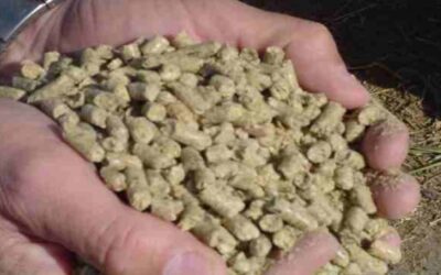 Lechería: Los ajustes de la nutrición animal en año secos