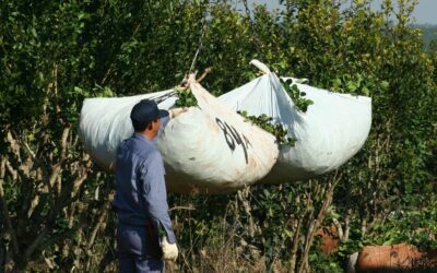 En enero y febrero se exportó la menor cantidad de yerba mate en ocho años