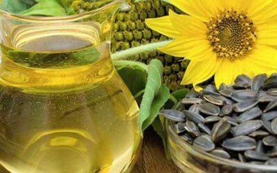 La «fiebre del girasol» ya encontró un rival: la industria y las entidades explican por qué faltan semillas