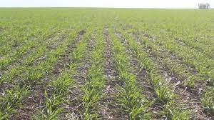 Bolsa de Comercio: «La peor sequía en 60 años»