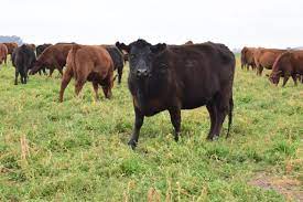 31 de agosto: nueva jornada a campo del IPCVA en Magdalena, Provincia de Buenos Aires