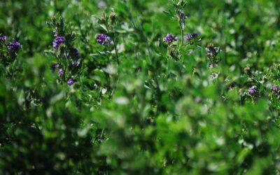 Genética y tecnología de semillas forrajeras para todos los ambientes