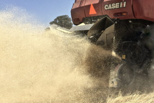 Cosechadoras argentinas: Esperando a los “asesinos” de malezas