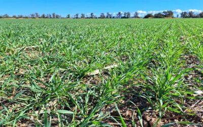 El 35% del trigo se encuentra en estado regular y malo en la zona núcleo