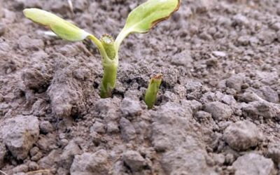 Girasol bajo ataque: los negruchos se sumaron a cotorras y palomas