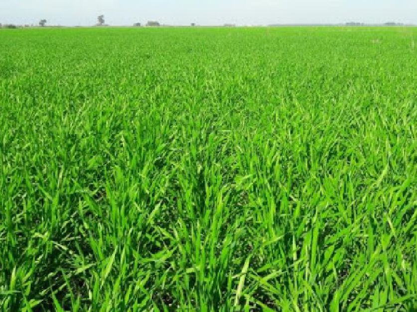 La campaña gruesa comienza con el escenario más seco de los últimos 27 años