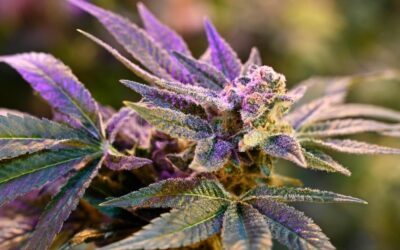 Investigadores apuntan al desarrollo genético del cannabis medicinal con bioinformática