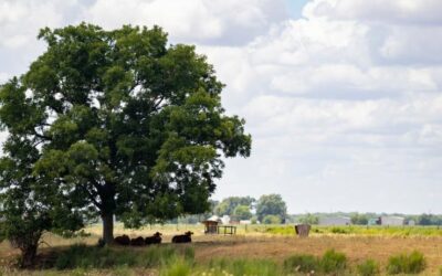 Estrategias para la gestión de la sequía en las pasturas o campos
