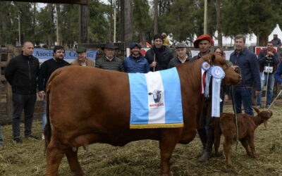 Se eligieron las mejores reproductores hembras de las razas Brangus, Braford y Brahman
