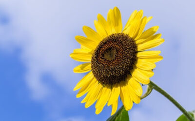 Proyectan caída de 50 mil hectáreas en la siembra de girasol