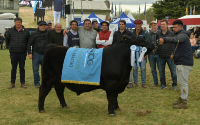 Angus eligió los mejores terneros de primavera, qué dijeron los protagonistas