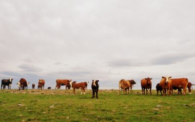 Biotecnología reproductiva para mejorar la eficiencia en los rodeos