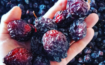 Continúa la certificación de ciruelas desecadas para exportación en Mendoza