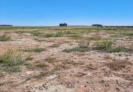 El desafío de poner a producir ambientes salinos en plena zona núcleo