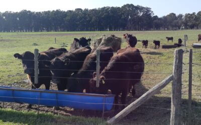 La nutrición es clave para mejorar la eficiencia reproductiva
