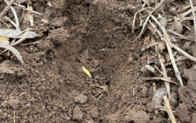 Un nuevo pronóstico anticipa hasta cuándo podría extenderse la fase Niña ¿Buenas o malas noticias?