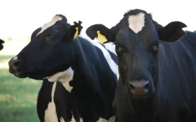 Qué significa contar con la primera cepa vacunal contra la Leucosis bovina