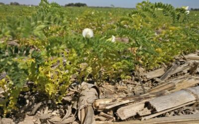 Detectan alta prevalencia del síndrome de amarillamiento del garbanzo