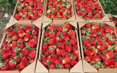 Tucumán lidera la producción y exportación de frutillas orgánicas