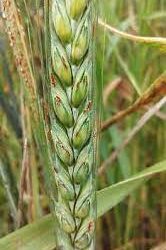 Más de 500.000 hectáreas de trigo estarían perdidas en la zona núcleo